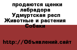 продаются щенки лабрадора - Удмуртская респ. Животные и растения » Собаки   